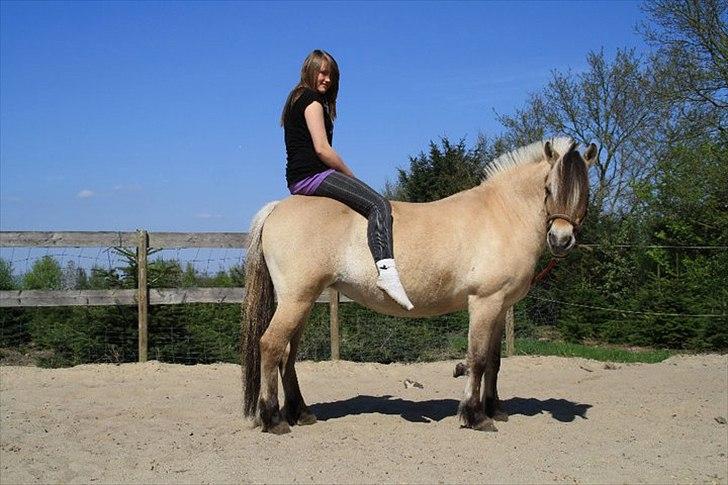 Fjordhest KALINA<3  billede 4