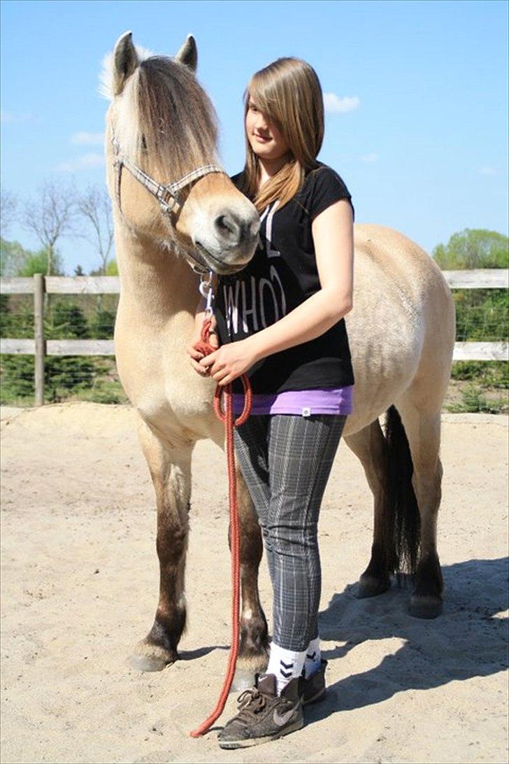 Fjordhest KALINA<3  - Smukke Kalina:) billede 1