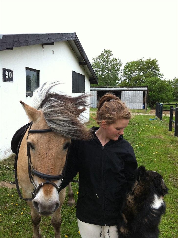 Fjordhest Beersmindes Tarzan billede 7
