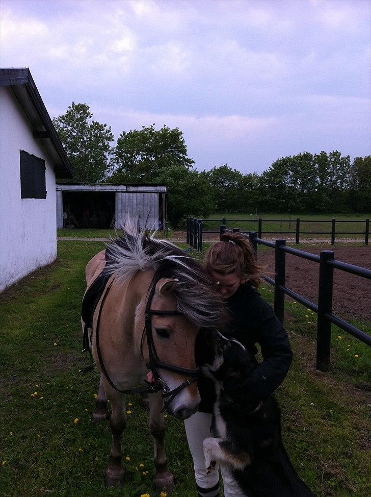 Fjordhest Beersmindes Tarzan - søøøøøøøøøøøøøøøøøøøøøde:-*** billede 8