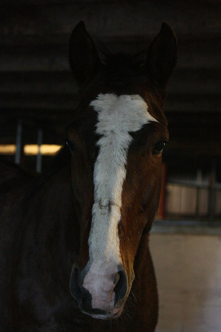 Dansk Varmblod La-Salle billede 7