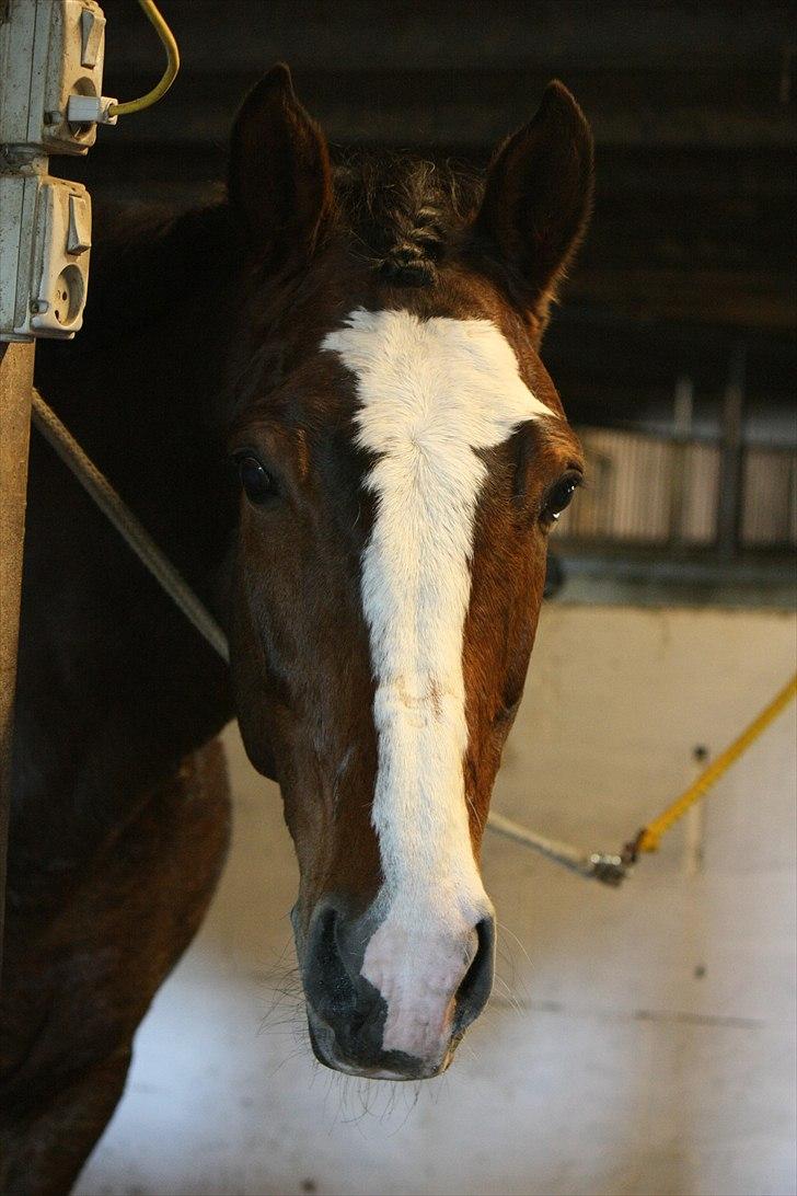 Dansk Varmblod La-Salle billede 5