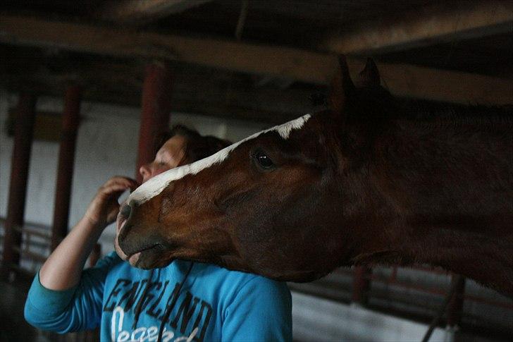 Dansk Varmblod La-Salle - Det du har der vil jeg gerne ha :O) La-Salle elsker alt spiseligt.. billede 6