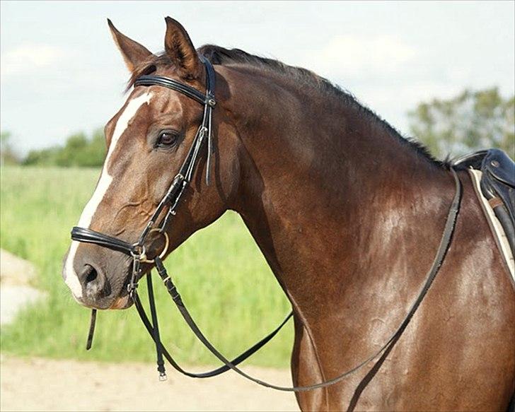 Dansk Varmblod Chouette Des Plaisir - Forår 2011 <3 Elsker dig basse! billede 1