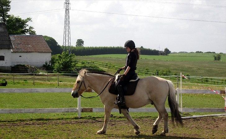 Fjordhest Legolas billede 7