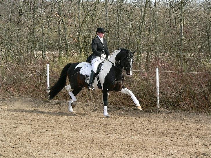 Pinto Mazzaratti billede 14