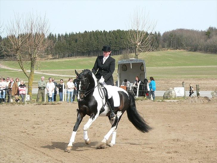 Pinto Mazzaratti billede 15