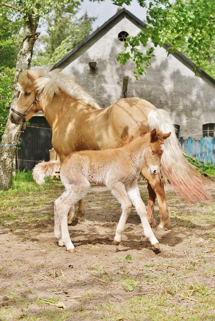 Islænder Neisti fra Lysenge billede 3
