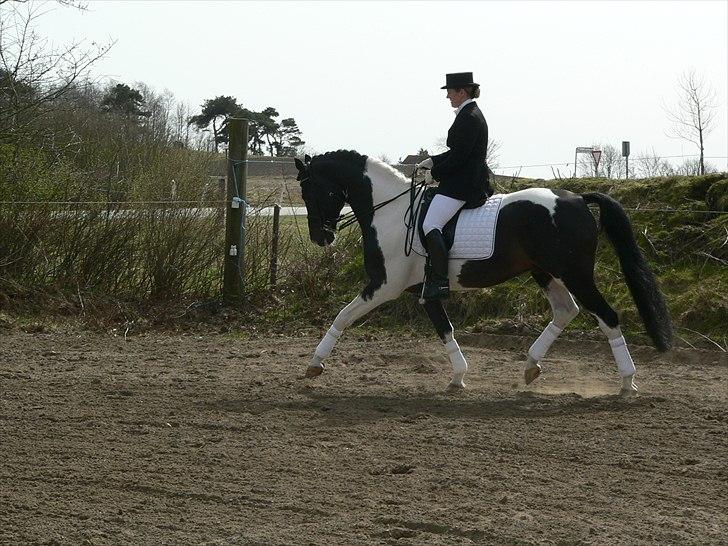 Pinto Mazzaratti billede 16