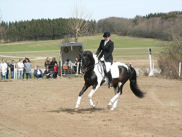 Pinto Mazzaratti billede 17