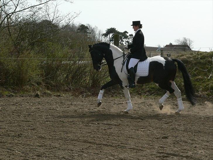 Pinto Mazzaratti billede 18