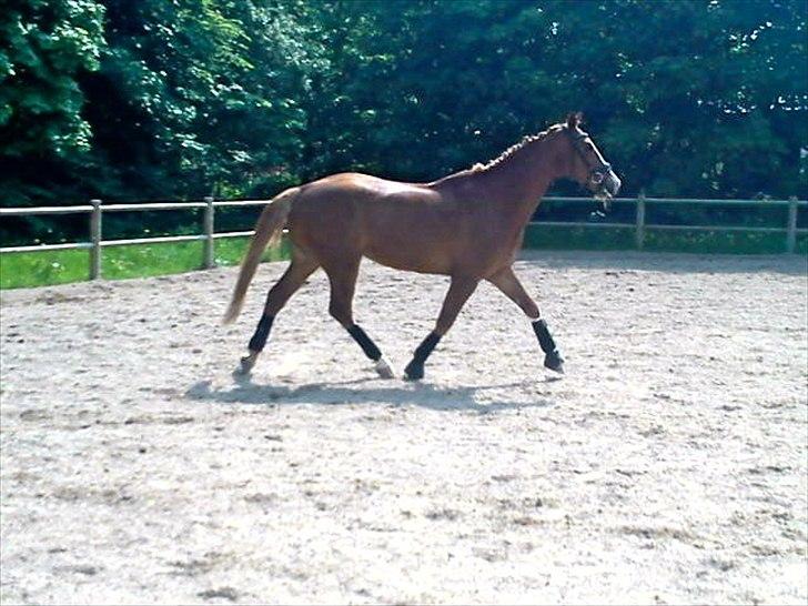 Belgisk varmblod Dublin Van Het billede 15