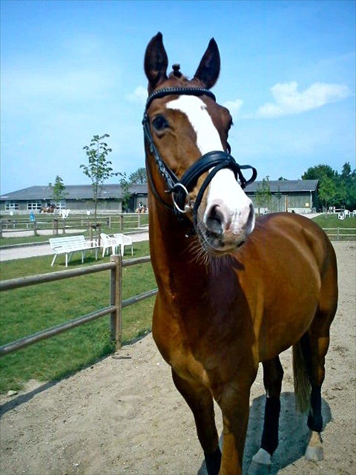 Belgisk varmblod Dublin Van Het billede 16