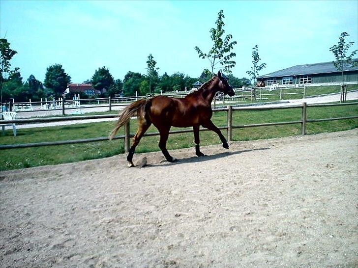 Belgisk varmblod Dublin Van Het billede 17