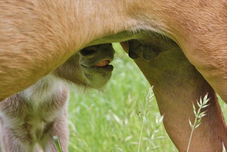 Islænder Neisti fra Lysenge billede 4