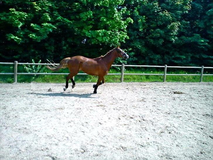 Belgisk varmblod Dublin Van Het billede 18