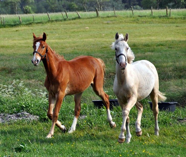 Frederiksborg Theis Toftedal billede 10