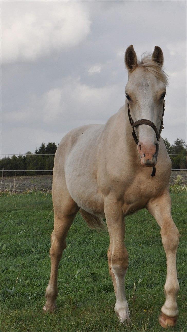 Frederiksborg Theis Toftedal billede 11