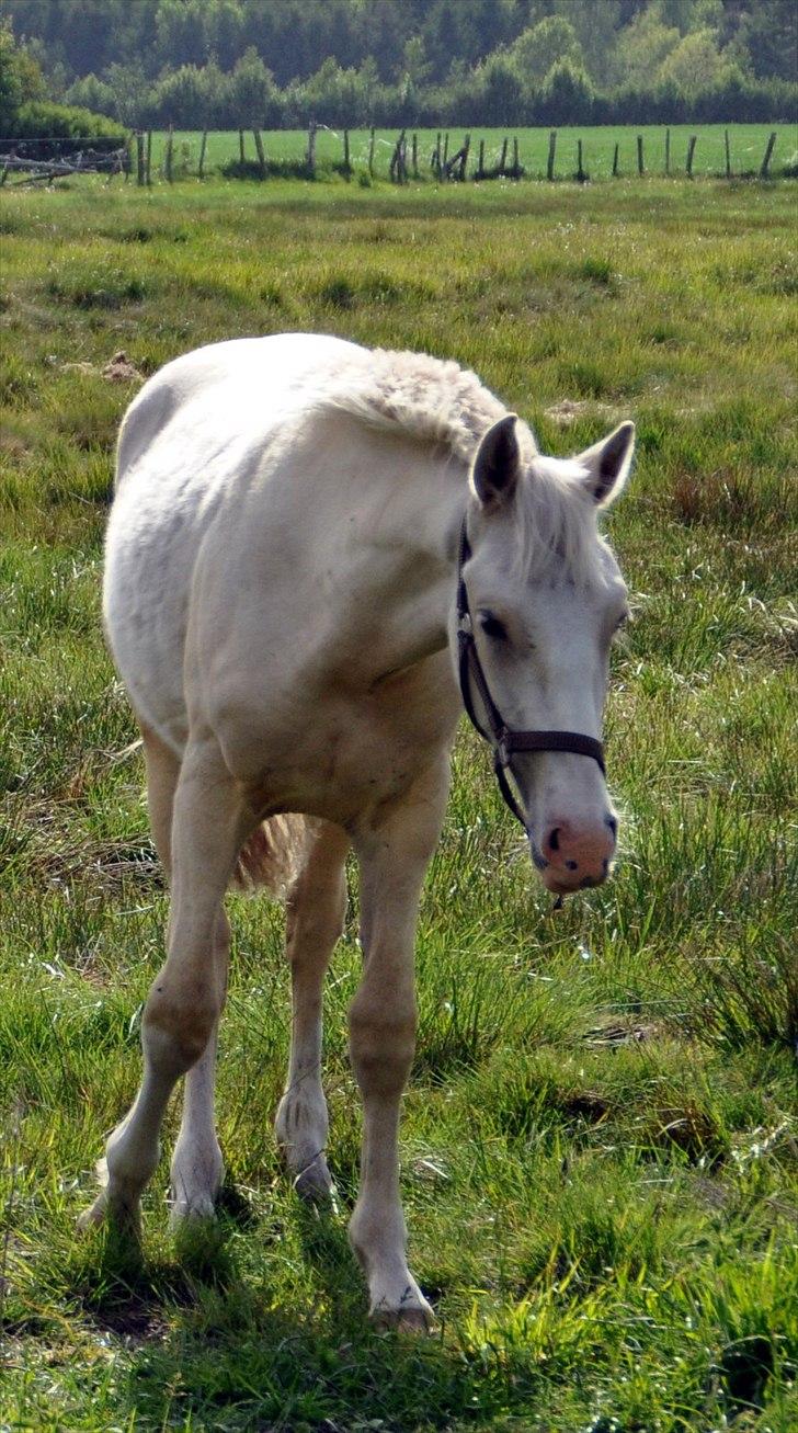 Frederiksborg Theis Toftedal billede 12