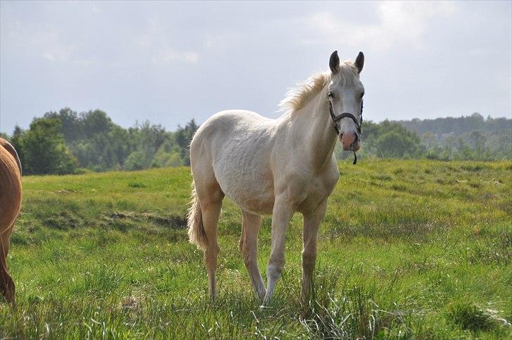 Frederiksborg Theis Toftedal billede 13