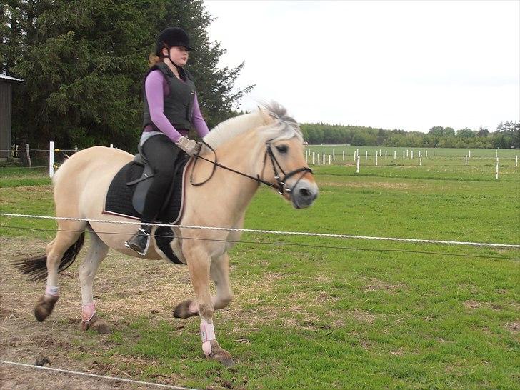 Fjordhest Luna *gl. part* <3 billede 15