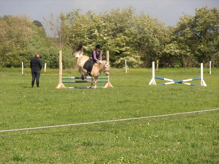 Fjordhest Luna *gl. part* <3 billede 16