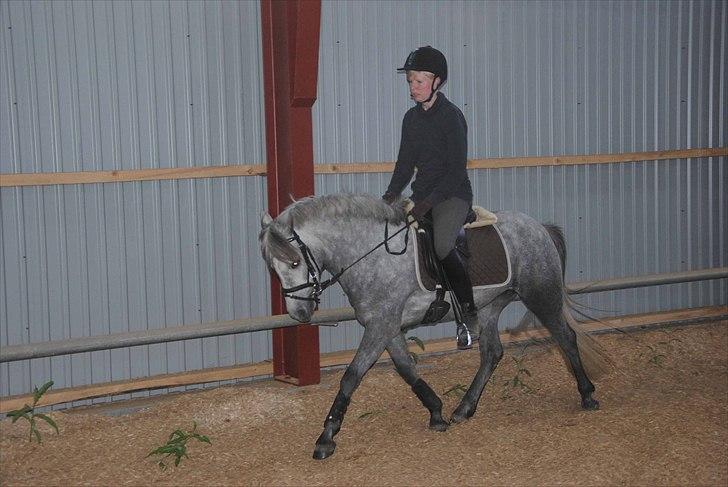 DSP Hibbuhl Sika - 3 gang jeg rider hende selv!  billede 12