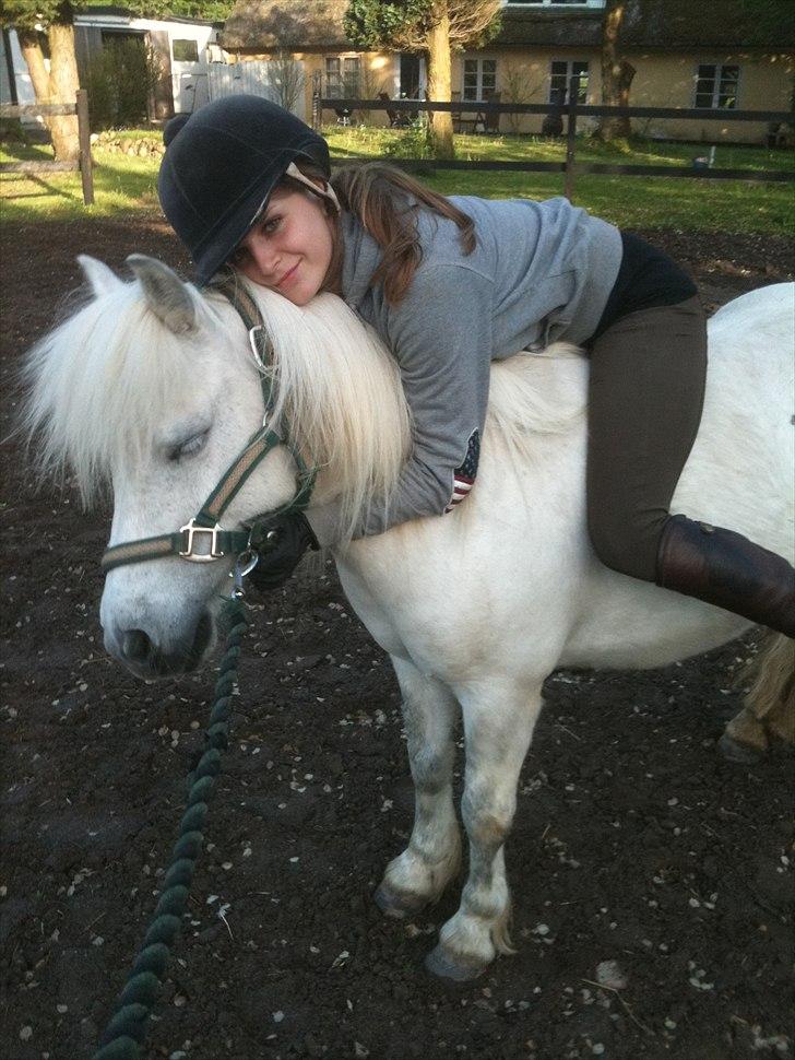 Shetlænder Balou - SOLGT - elsker dig lille prins :) billede 8