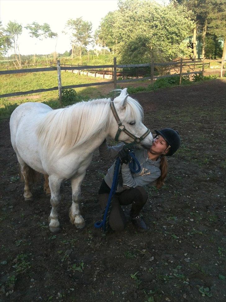 Shetlænder Balou - SOLGT - Tak for kysset basse :) billede 9