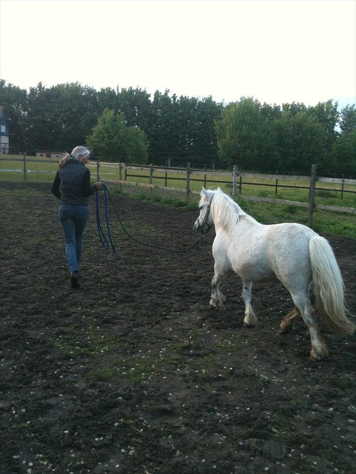Shetlænder Balou - SOLGT - Mor og buller ! billede 10