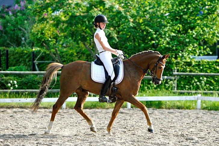 Anden særlig race Sunlight - fotograf:  Sanne Svendsen billede 6