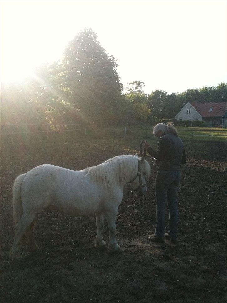 Shetlænder Balou - SOLGT - Mor og buller! en rigtig lille præmie hingst! ;) eller vallak.. :) billede 11