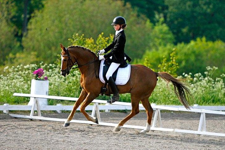 Anden særlig race Sunlight - fotograf:  Sanne Svendsen billede 7