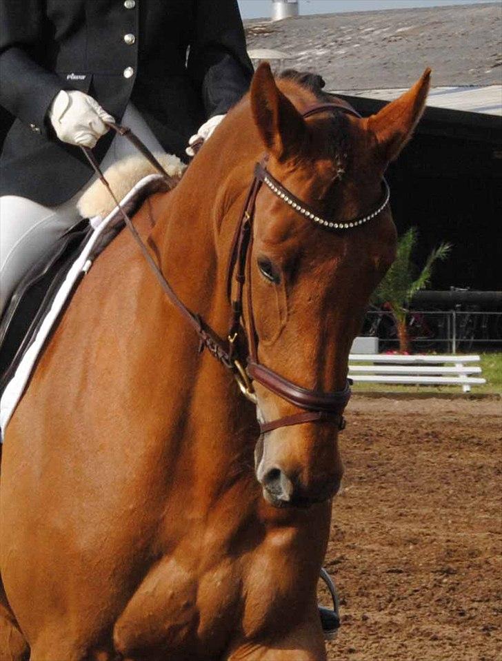 Trakehner Herbstrose - La2 i Hosk billede 1