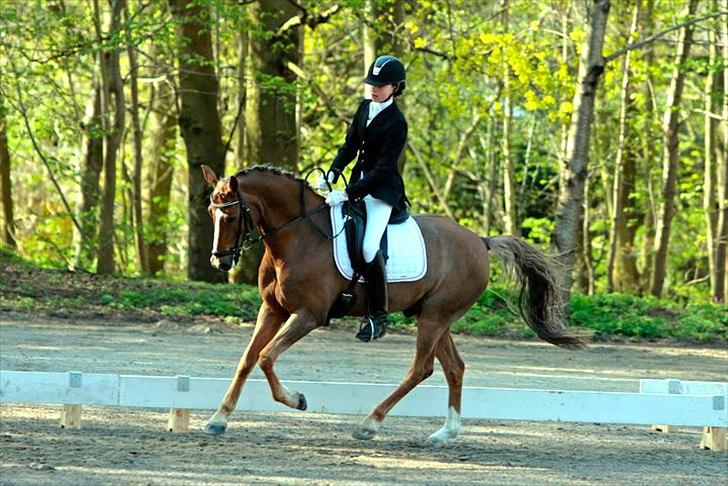 Anden særlig race Sunlight - fotograf:  Sanne Svendsen billede 9