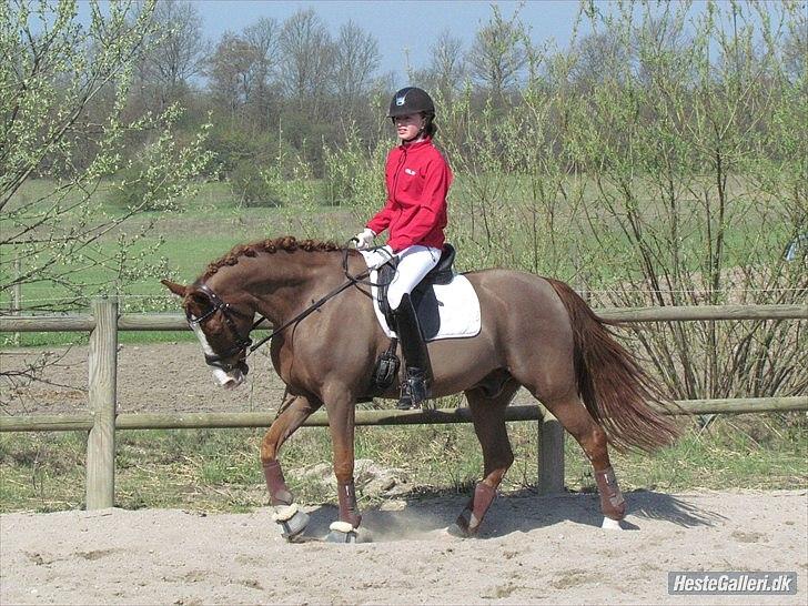 Anden særlig race tango billede 6