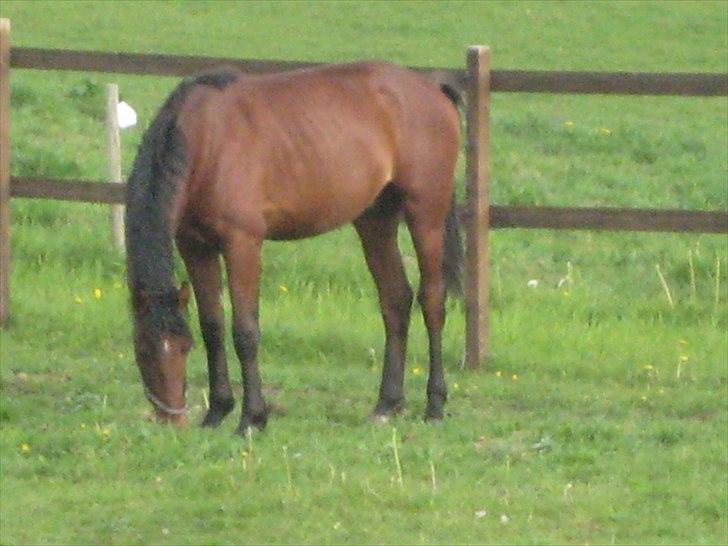 Pinto Ølbygårds Fantasy billede 1