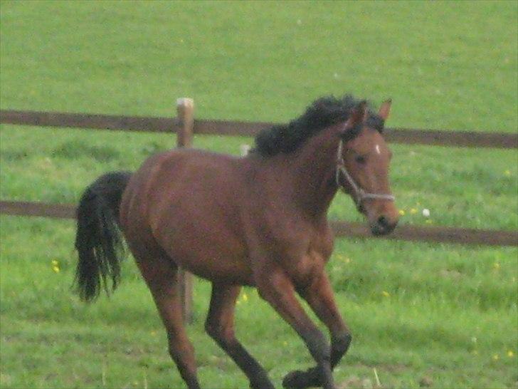 Pinto Ølbygårds Fantasy billede 2