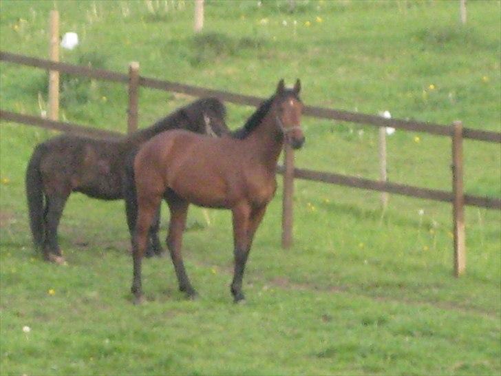 Pinto Ølbygårds Fantasy billede 3