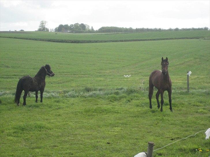 Pinto Ølbygårds Fantasy billede 4