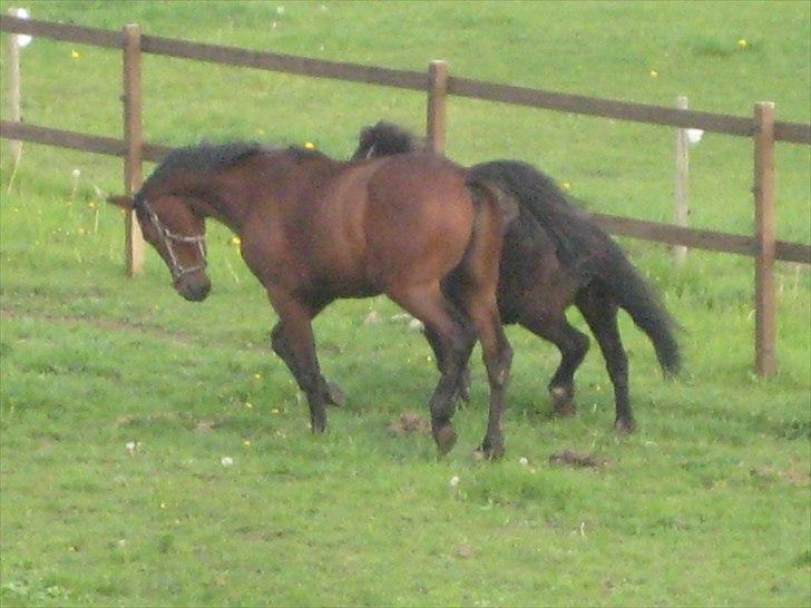 Pinto Ølbygårds Fantasy billede 5