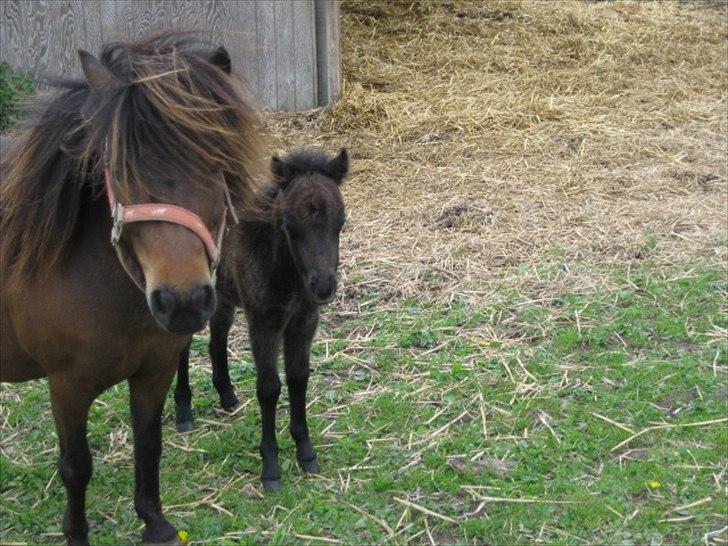 Shetlænder Trunte - Trunte med hendes nyest føl billede 10