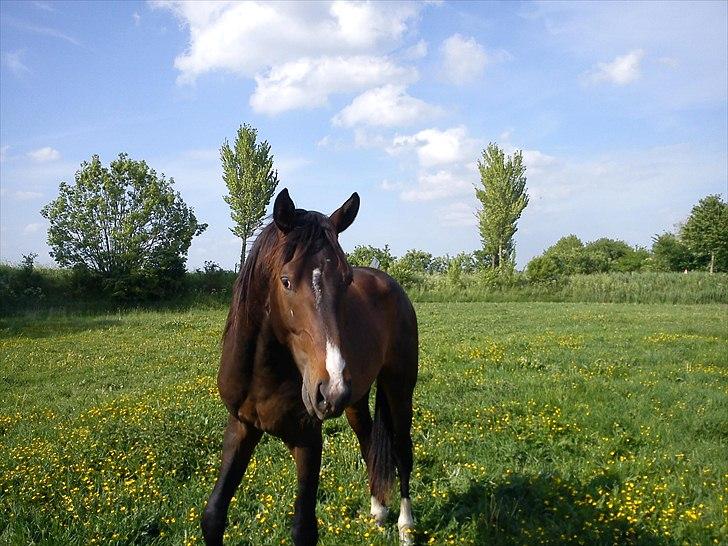 Dansk Varmblod Lucky Star AS  *Solgt* - Lucky 2 år billede 12