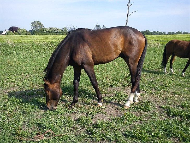 Dansk Varmblod Lucky Star AS  *Solgt* - Lucky 2 år billede 13