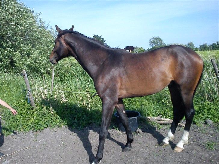 Dansk Varmblod Lucky Star AS  *Solgt* - Lucky 2 år billede 14