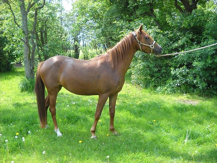 Palomino Golden Pegasus Cassiopeia billede 4