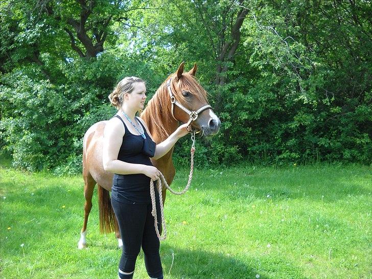 Palomino Golden Pegasus Cassiopeia billede 5