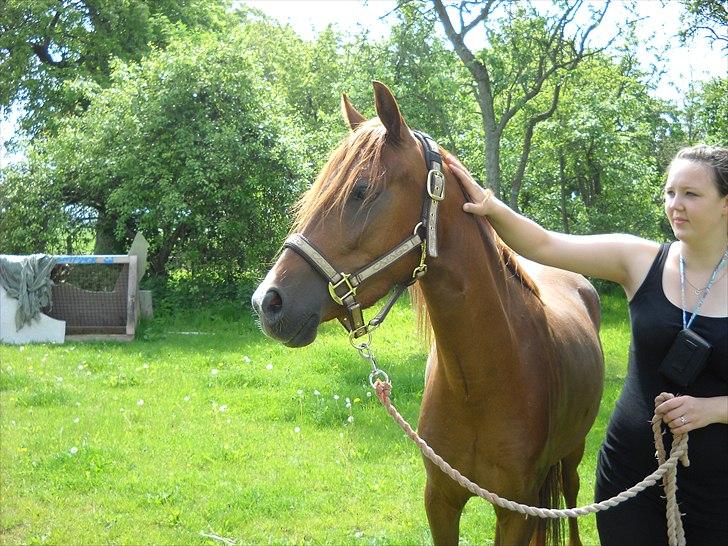 Palomino Golden Pegasus Cassiopeia billede 6