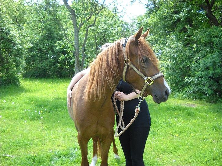 Palomino Golden Pegasus Cassiopeia billede 7