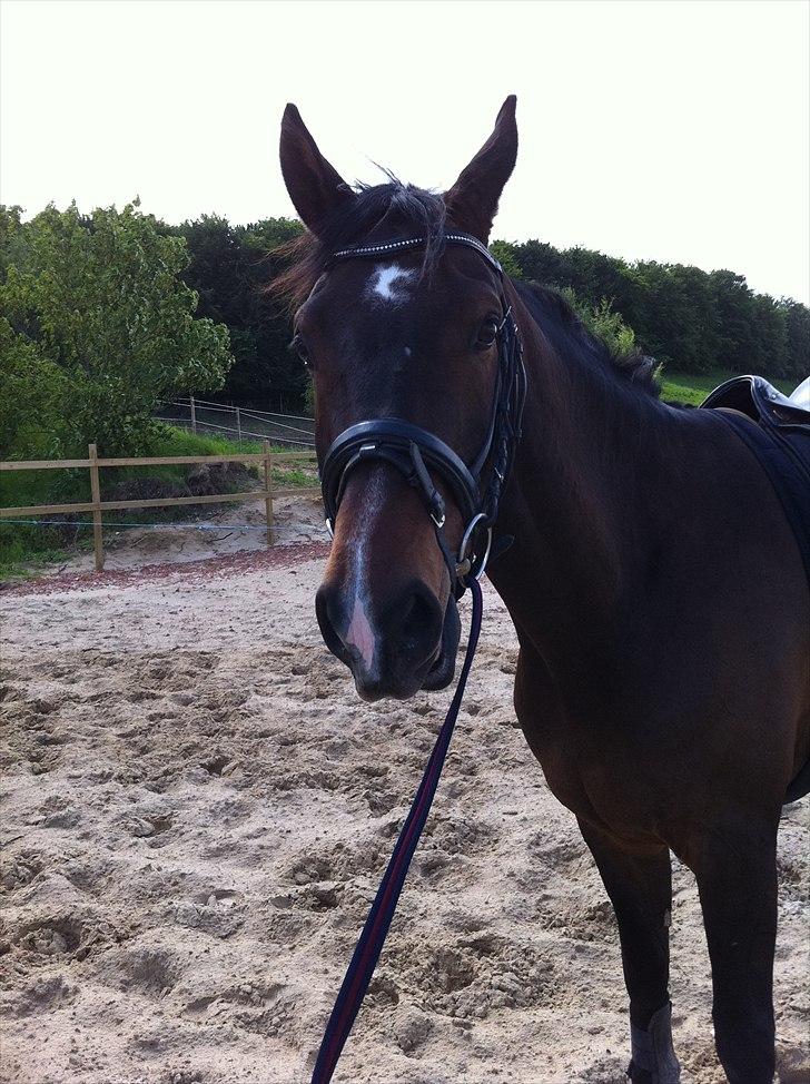 Dansk Varmblod lille skovs Ice-Mann - Hos min veninde stefanie :-) Stutteri sira  og hestepension :-) billede 2